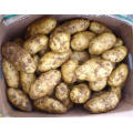 High Quality Good Tasty Fresh Potato